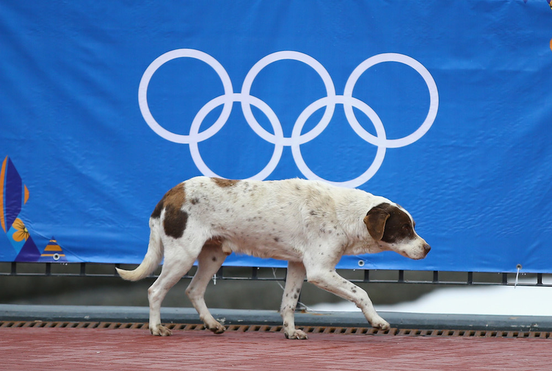 Illustration for article titled The Dogs Of Sochi